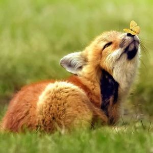 Meet your Posher, Gail